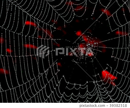 Spider web Spider web 39382318