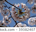 櫻花 39382407