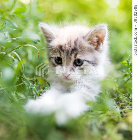 Little kitten in green grass in the park 39382988