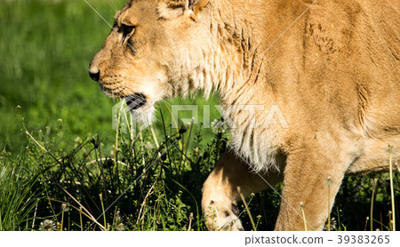 Lioness on the grass in the wild Lioness on the grass in the wild 39383265