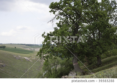 Landscape with an oak. 39383288