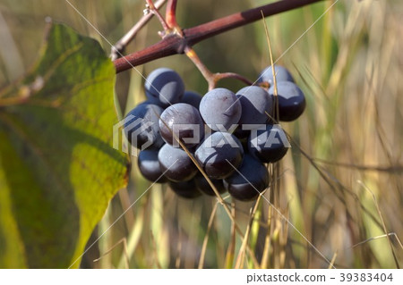 Hybrid of vitis labrusca and vinifera. Hybrid of vitis labrusca and vinifera. 39383404