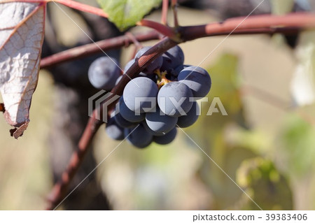 Hybrid of vitis labrusca and vinifera. Hybrid of vitis labrusca and vinifera. 39383406