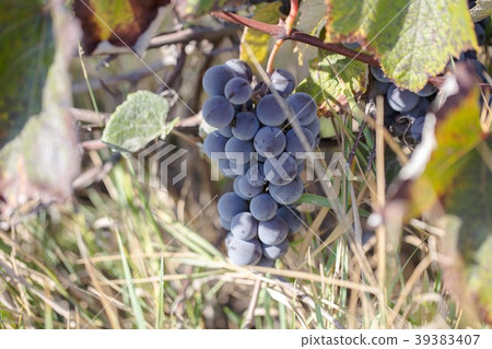 Hybrid of vitis labrusca and vinifera. Hybrid of vitis labrusca and vinifera. 39383407