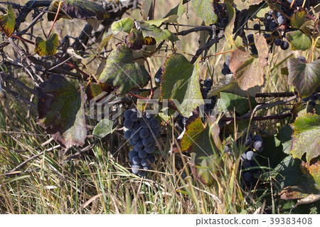 Hybrid of vitis labrusca and vinifera. Hybrid of vitis labrusca and vinifera. 39383408