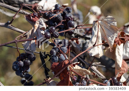 Hybrid of vitis labrusca and vinifera. Hybrid of vitis labrusca and vinifera. 39383409