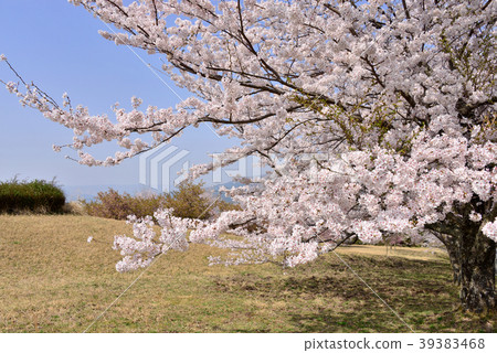 Aso Aspecta Sakura 39383468