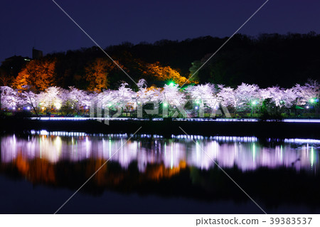 水源公園的佐倉反射 水源公園的佐倉反射 39383537