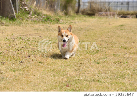 柯基犬狗 柯基犬狗 39383647