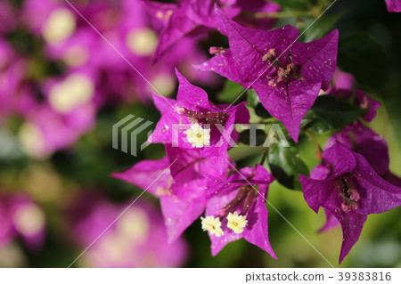Bougainvillea Bougainvillea 39383816