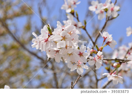 Spring cherry Spring cherry 39383873