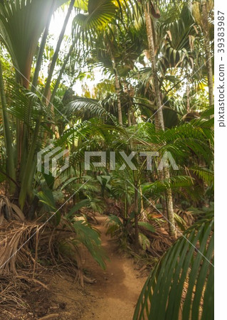 Seychelles Vallee de Mai National Park 39383987