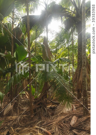 Seychelles Vallee de Mai National Park Seychelles Vallee de Mai National Park 39383988