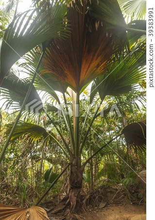 Seychelles Vallee de Mai National Park Seychelles Vallee de Mai National Park 39383991