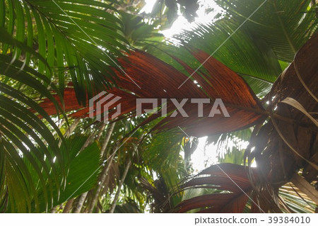 Seychelles Vallee de Mai National Park Seychelles Vallee de Mai National Park 39384010
