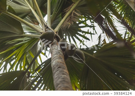 Seychelles Vallee de Mai National Park Seychelles Vallee de Mai National Park 39384124