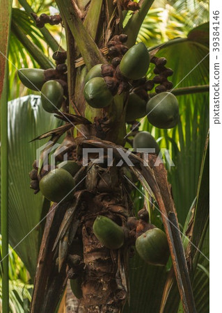 Seychelles Vallee de Mai National Park Seychelles Vallee de Mai National Park 39384146