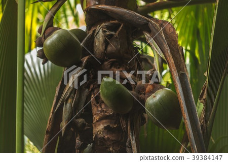 Seychelles Vallee de Mai National Park Seychelles Vallee de Mai National Park 39384147