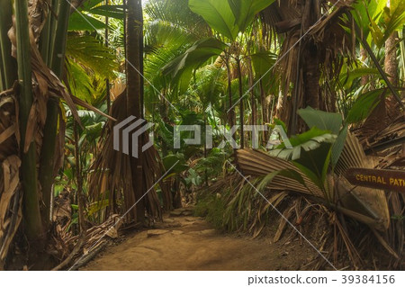 Seychelles Vallee de Mai National Park 39384156