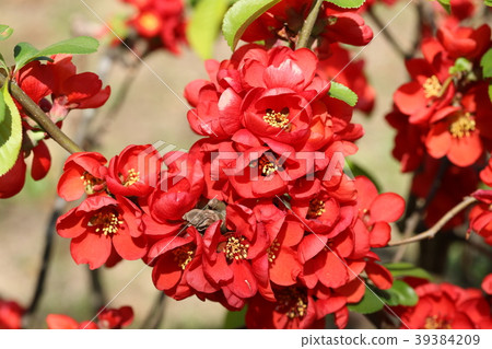 模糊的鮮花 模糊的鮮花 39384209