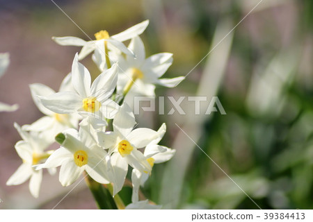 圖庫照片: 日本水仙 花朵 花卉