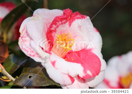 Camellia 39384421