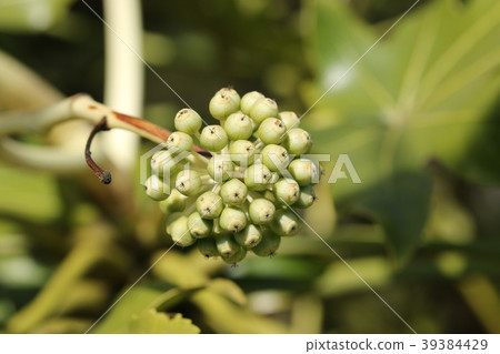 幼苗的果實 39384429