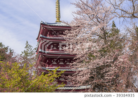Cherry blossoms in full bloom at the main temple 39384935