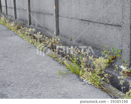Concrete fence and side grooves 39385198