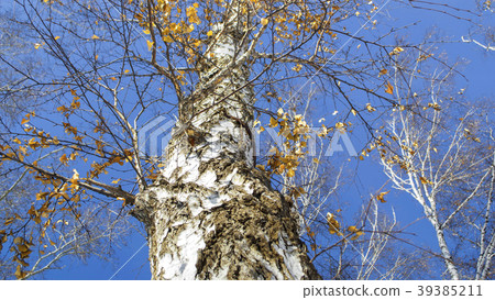 Ski track in a woods 39385211