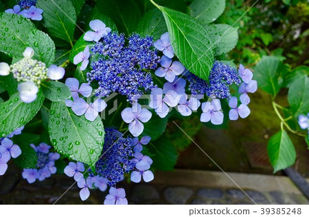 hydrangea hydrangea 39385248