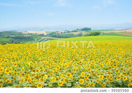 SunFlower Field in Hokkaido SunFlower Field in Hokkaido 39385560