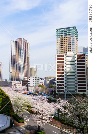 Cherry blossoms along Meguro River Part 1 Cherry blossoms along Meguro River Part 1 39385756