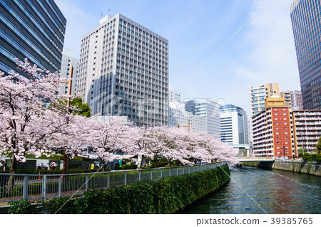Cherry blossoms along Meguro River 10 Cherry blossoms along Meguro River 10 39385765