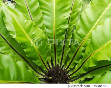 Big Aspleniaceae Fern 39385830