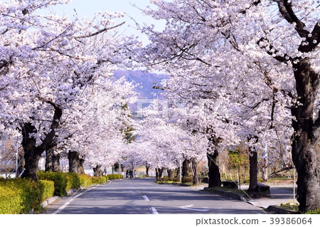 Cherry blossom tunnel 39386064