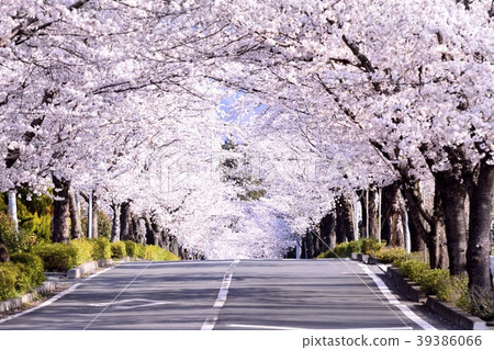 Cherry blossom tunnel 39386066
