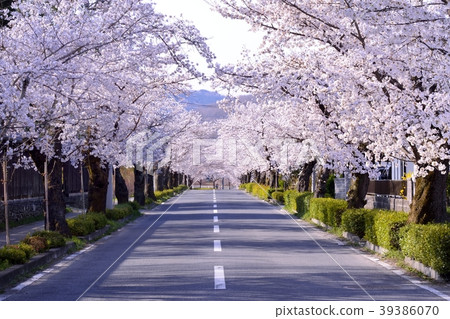 Cherry blossom tunnel 39386070