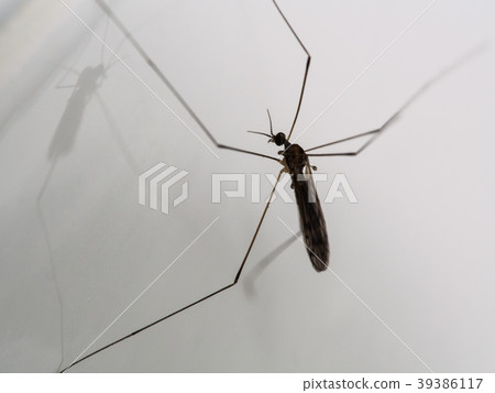 Daddy-long-legs Mosquito Daddy-long-legs Mosquito 39386117