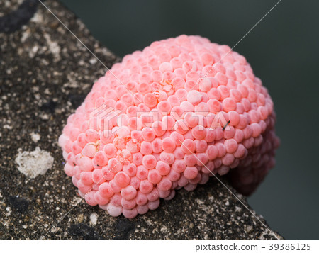 Snail Eggs Perched on The Edge 39386125
