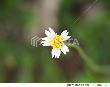 Unwanted Flora Flowers Blooming 39386127
