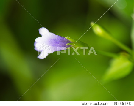 Unwanted Flora Flowers Blooming Unwanted Flora Flowers Blooming 39386128