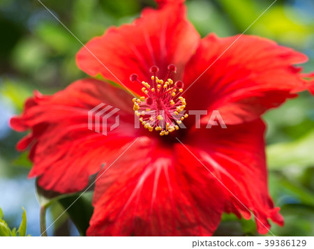 Red Chinese Rose Flower 39386129