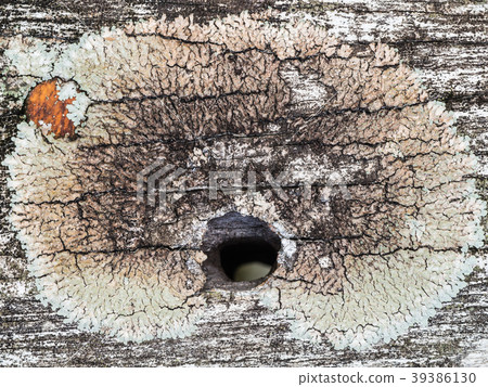 Hardwood Surface with Hole Hardwood Surface with Hole 39386130