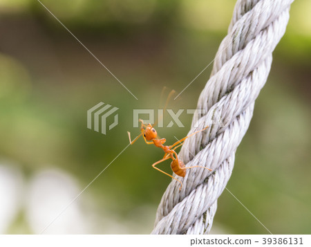 Movement of Red Ant Movement of Red Ant 39386131