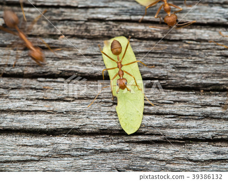 Red Ants Walking on a Wooden Bridge Red Ants Walking on a Wooden Bridge 39386132