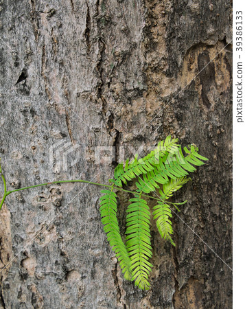 Leaflet Acacia on The Bark 39386133