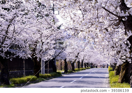 Cherry blossom tunnel 39386139