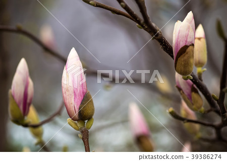 Magnolia flowering closeup. Beautiful spring 39386274