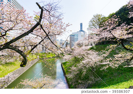 [東京]櫻花盛開 39386307